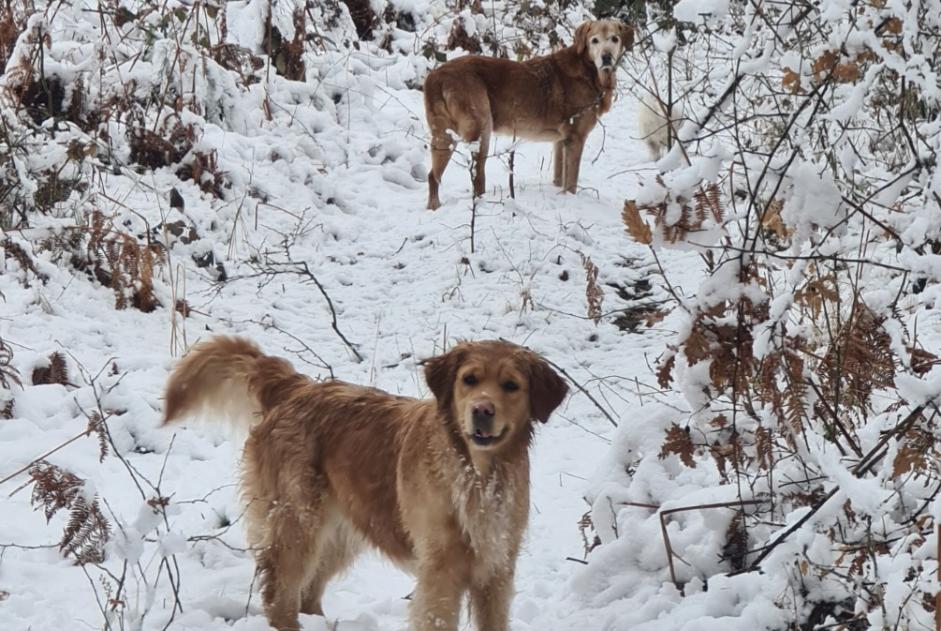 Alerta de Desaparición Perro cruce Macho , 15 años Saint-Just-prés-Brioude Francia