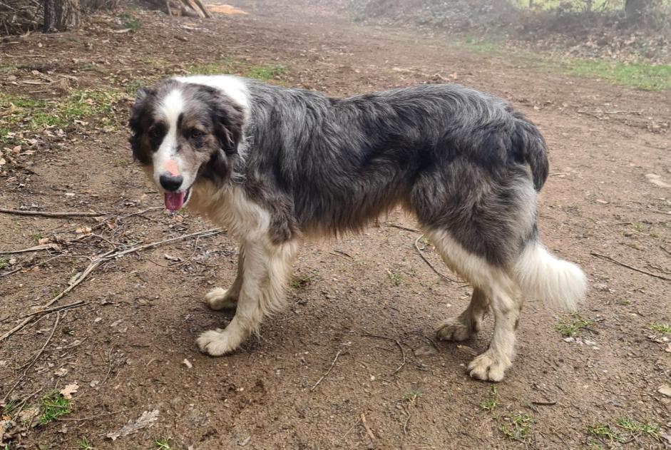 Alerta de Desaparición Perro cruce Macho , 15 años Saint-Just-prés-Brioude Francia