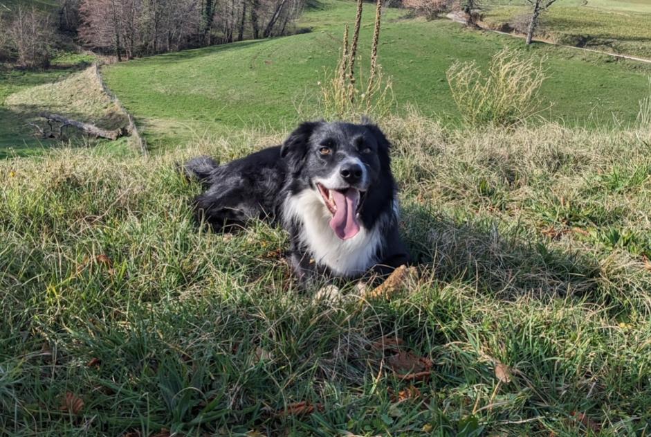 Alerta de Desaparición Perro  Macho , 5 años Glun Francia