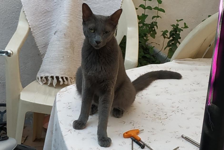 Chat Perdu Marseille 15e Arrondissement Pet Alert Bouches Du Rhone 13 Petalert France