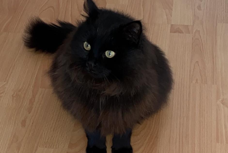 Alerte Disparition Chat Mâle , 5 ans Wünnewil-Flamatt Suisse