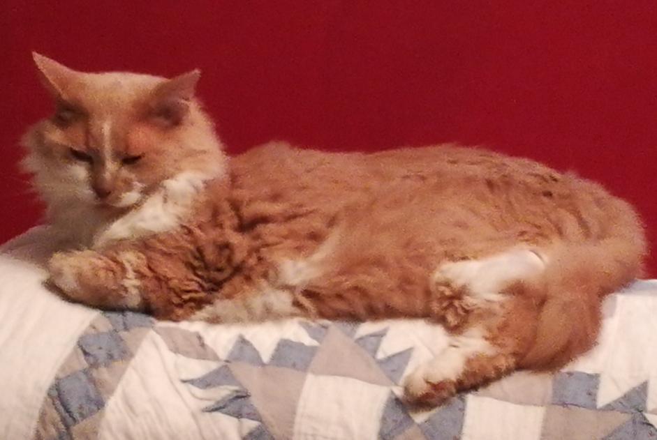 Alerte Disparition Chat croisement Mâle , 13 ans Plescop France