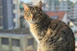 Alerte Disparition Chat Femelle , 2 ans Genève Suisse