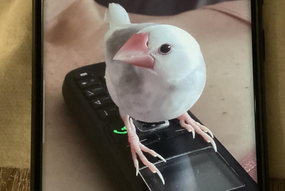 Alerte Disparition Oiseau Mâle , 2025 ans Les Sables-d'Olonne France