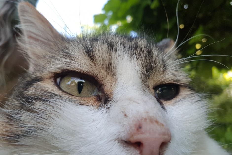 Alerte Disparition Chat  Mâle , 12 ans Orléans France