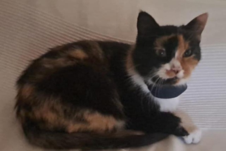 Alerte Disparition Chat Femelle , 9 ans Conthey Suisse