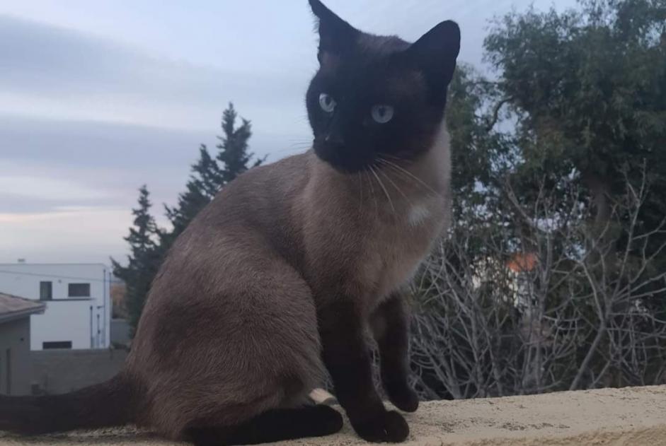 Alerte Disparition Chat  Mâle , 6 ans Perpignan France