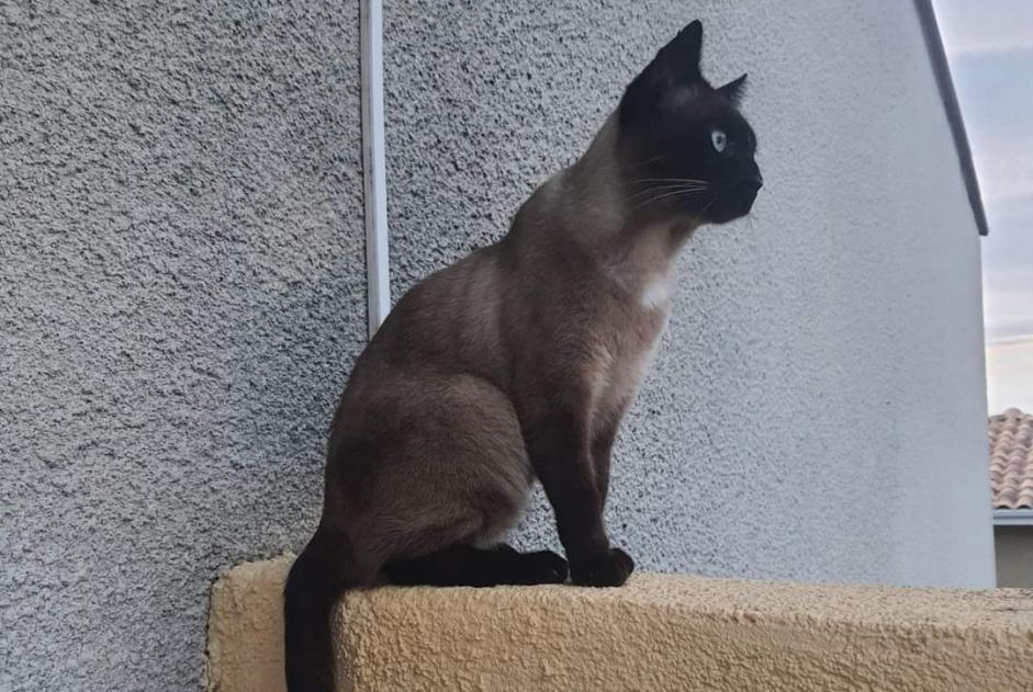 Alerte Disparition Chat  Mâle , 5 ans Perpignan France