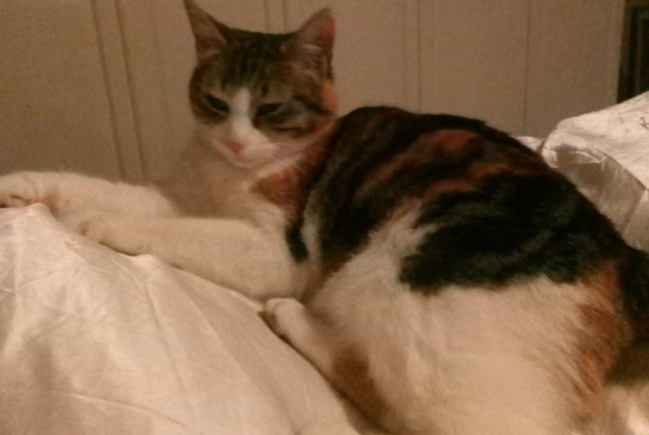 Alerte Disparition Chat Femelle , 8 ans Milvignes Suisse