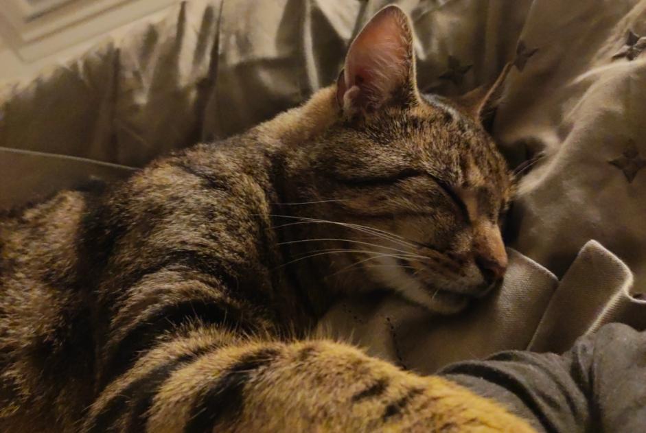 Alerte Disparition Chat Mâle , 2 ans Bully-les-Mines France