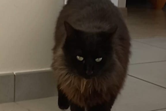 Alerte Disparition Chat croisement Mâle , 4 ans Trélivan France