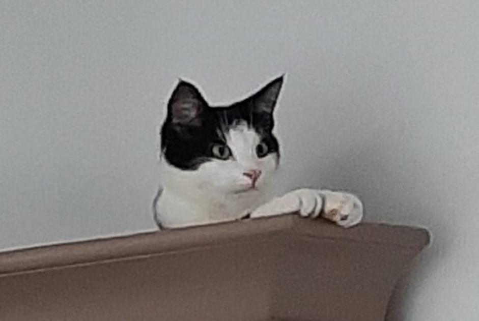 Alerte Disparition Chat  Mâle , 2 ans Anderlecht Belgique