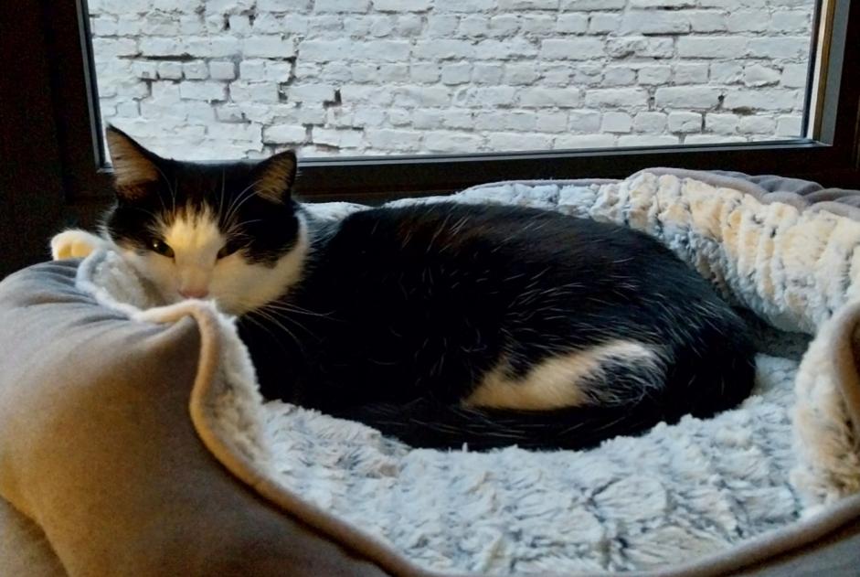 Alerte Disparition Chat  Mâle , 2 ans Anderlecht Belgique