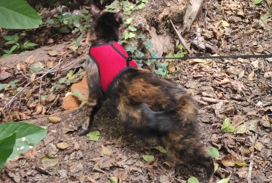 Alerte Disparition Chat  Femelle , 2 ans Cadaqués Espagne