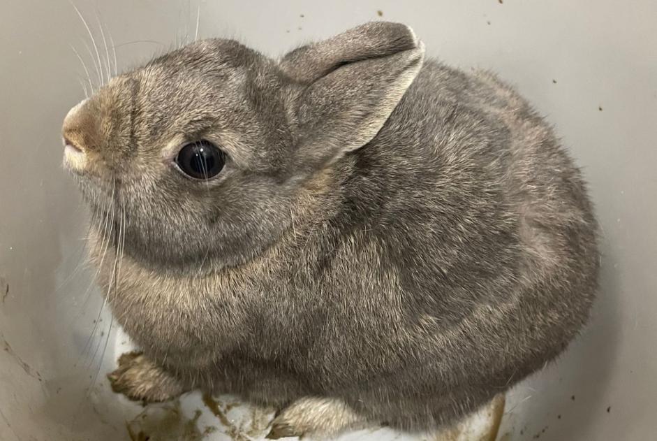 Alerte Découverte Lapin Inconnu Luxembourg Luxembourg