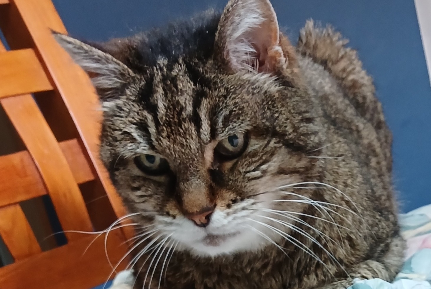 Alerte Disparition Chat croisement Femelle , 20 ans Toulouse France