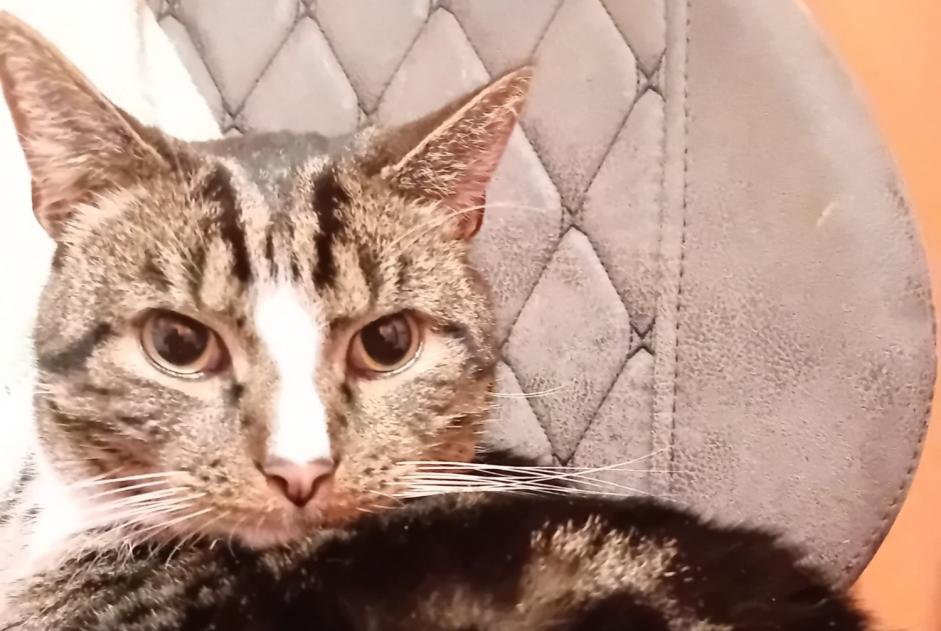 Alerte Disparition Chat croisement Mâle , 5 ans Fontaine-l'Évêque Belgique