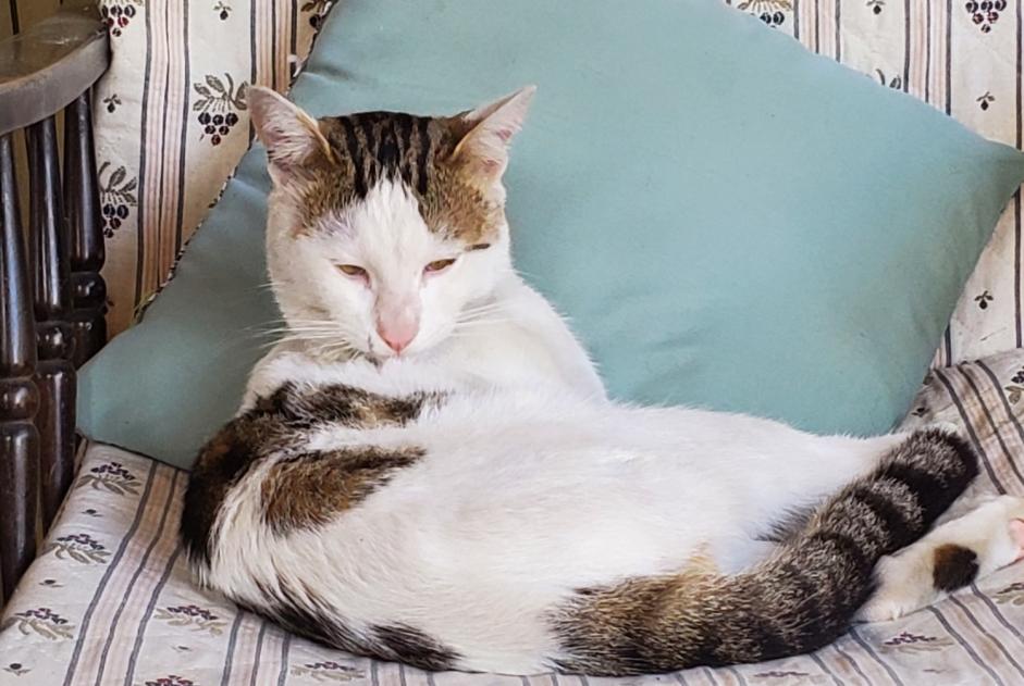 Alerte Découverte Chat croisement Mâle Villeneuve-Tolosane France