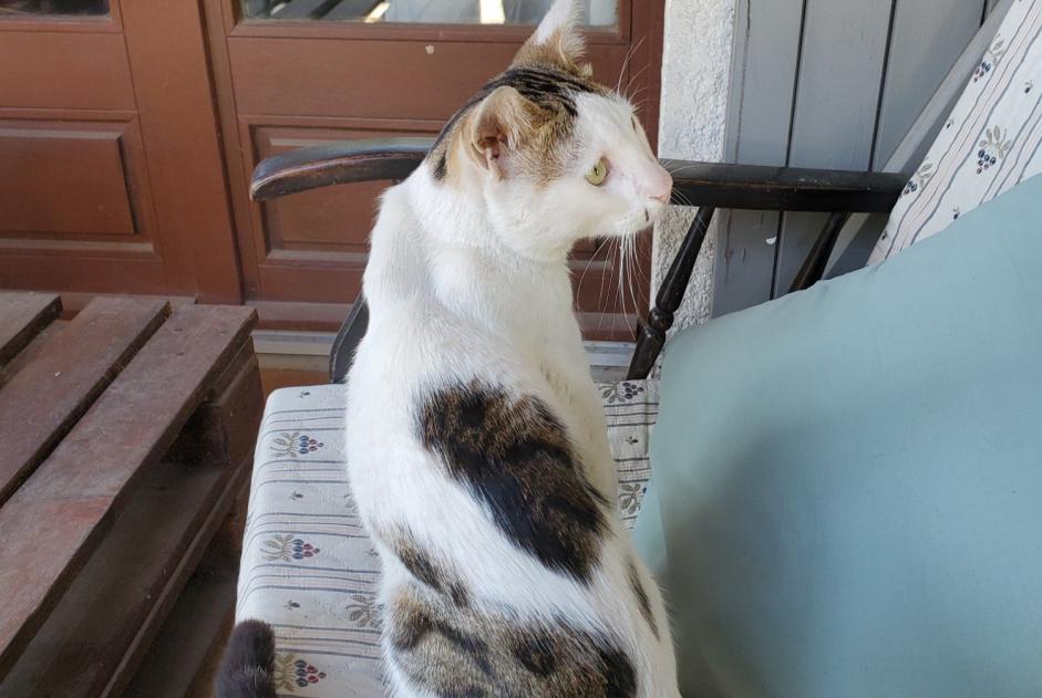 Alerte Découverte Chat croisement Mâle Villeneuve-Tolosane France