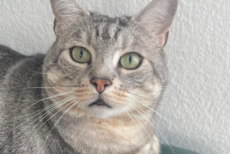 Alerte Disparition Chat Mâle , 5 ans Ecublens Suisse