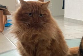 Alerte Disparition Chat Mâle , 2 ans Corbières Suisse