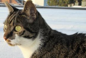 Alerte Disparition Chat  Mâle , 4 ans Braine-le-Comte Belgique