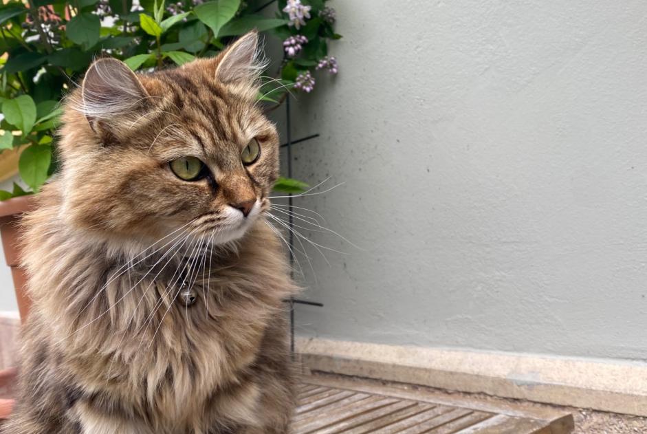 Alerte Disparition Chat croisement Femelle , 1 ans Vevey Suisse