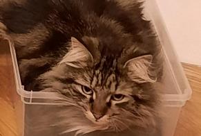 Alerte Disparition Chat  Mâle , 2 ans Uccle Belgique