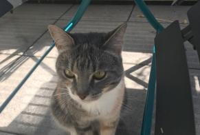 Alerte Disparition Chat Femelle , 4 ans Luxembourg Luxembourg