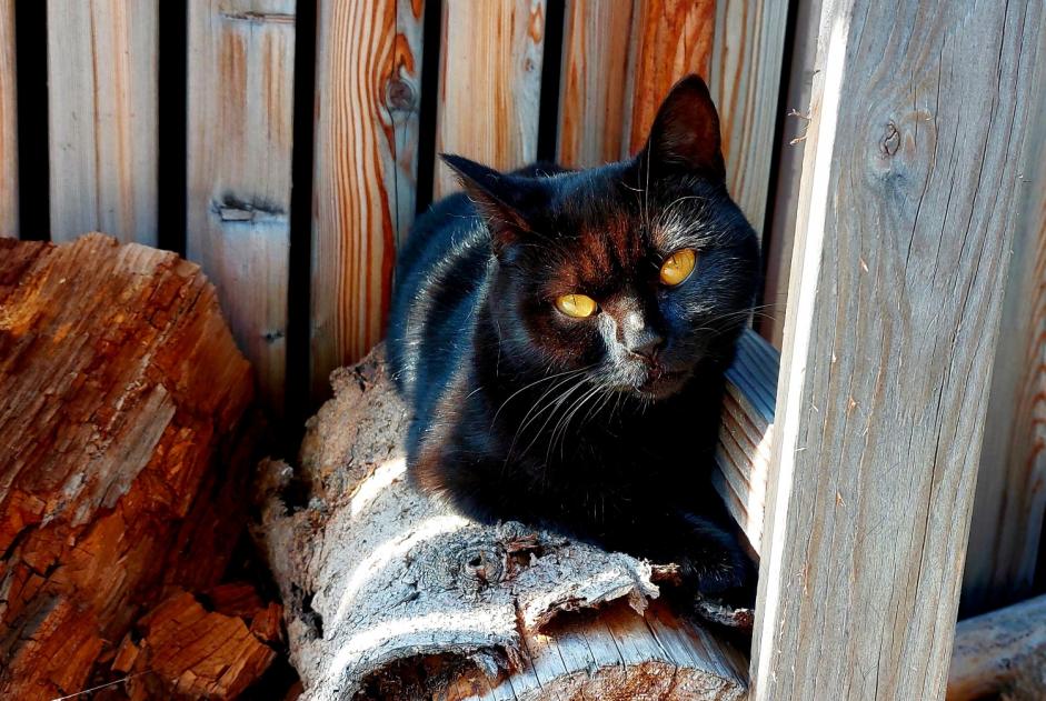 Alerte Disparition Chat croisement Femelle , 3 ans Zaventem Belgique