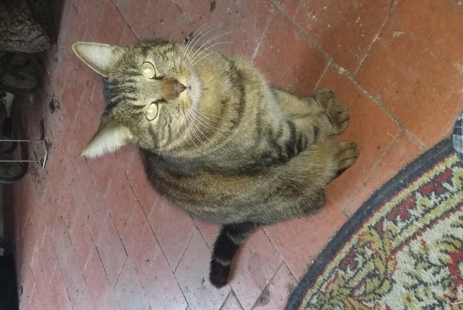 Alerte Disparition Chat Mâle , 8 ans Talon France