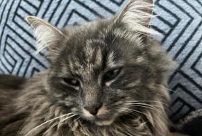 Alerte Disparition Chat Femelle , 1 ans Vully-les-Lacs Suisse