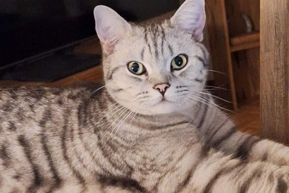 Alerte Disparition Chat  Mâle , 1 ans Givisiez Suisse