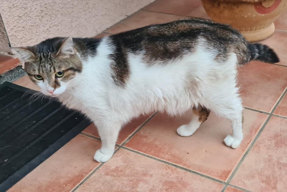 Alerte Disparition Chat Mâle , 6 ans Saint-Alban France