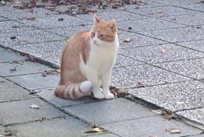 Alerte Découverte Chat Mâle Uccle Belgique