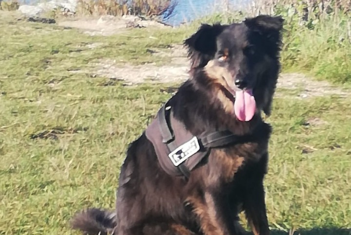 Alerte Disparition Chien croisement Mâle , 4 ans Languidic France