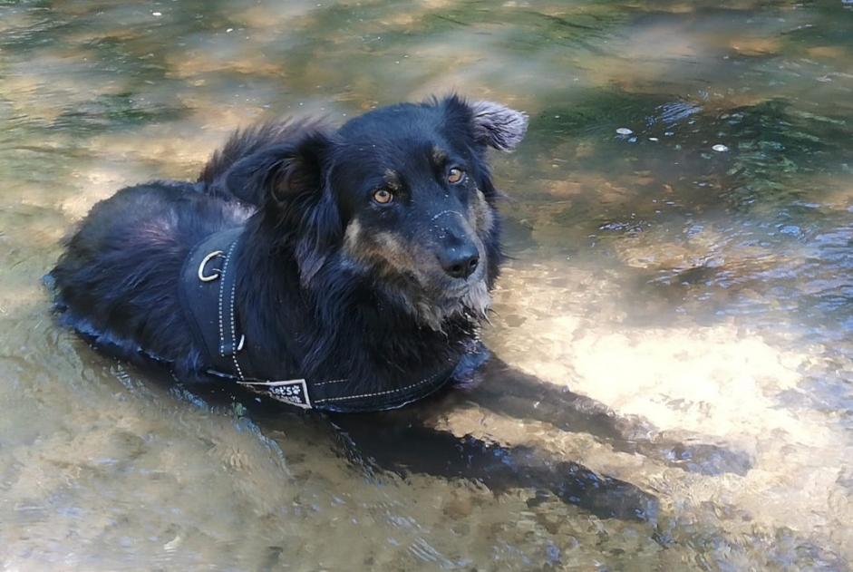 Alerte Disparition Chien croisement Mâle , 4 ans Languidic France