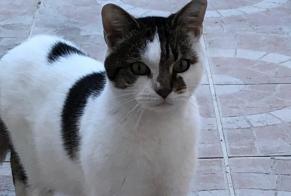 Alerte Découverte Chat  Mâle Saint-Quentin France