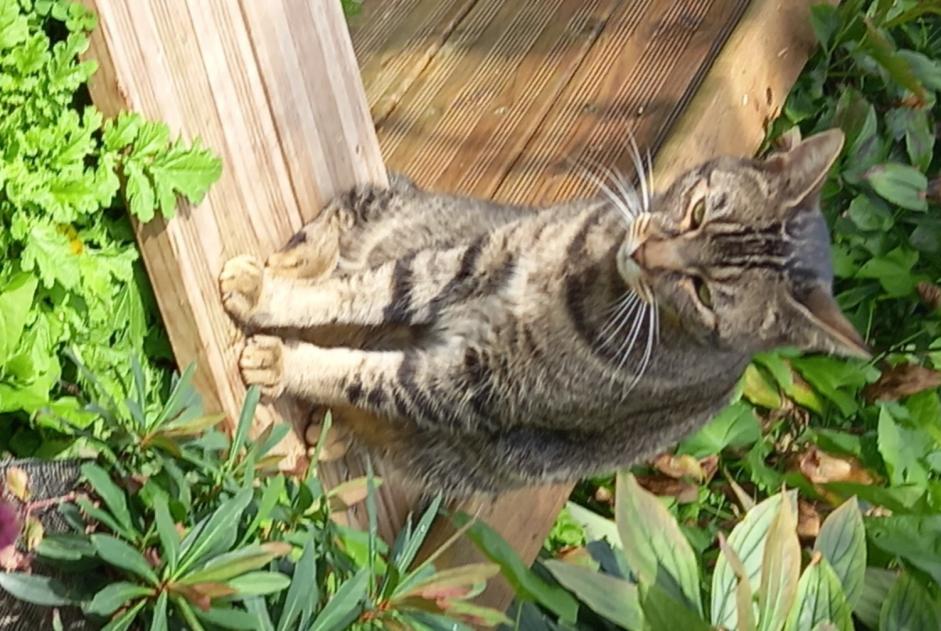 Alerte Disparition Chat Mâle , 6 ans Fontaine-Notre-Dame France