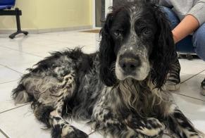 Alerte Découverte Chien Mâle Laffite-Toupière France