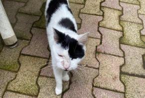 Alerte Découverte Chat Mâle Saint-Héand France