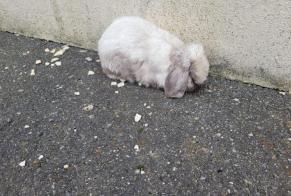 Alerte Découverte Lapin Inconnu Chatonnay France