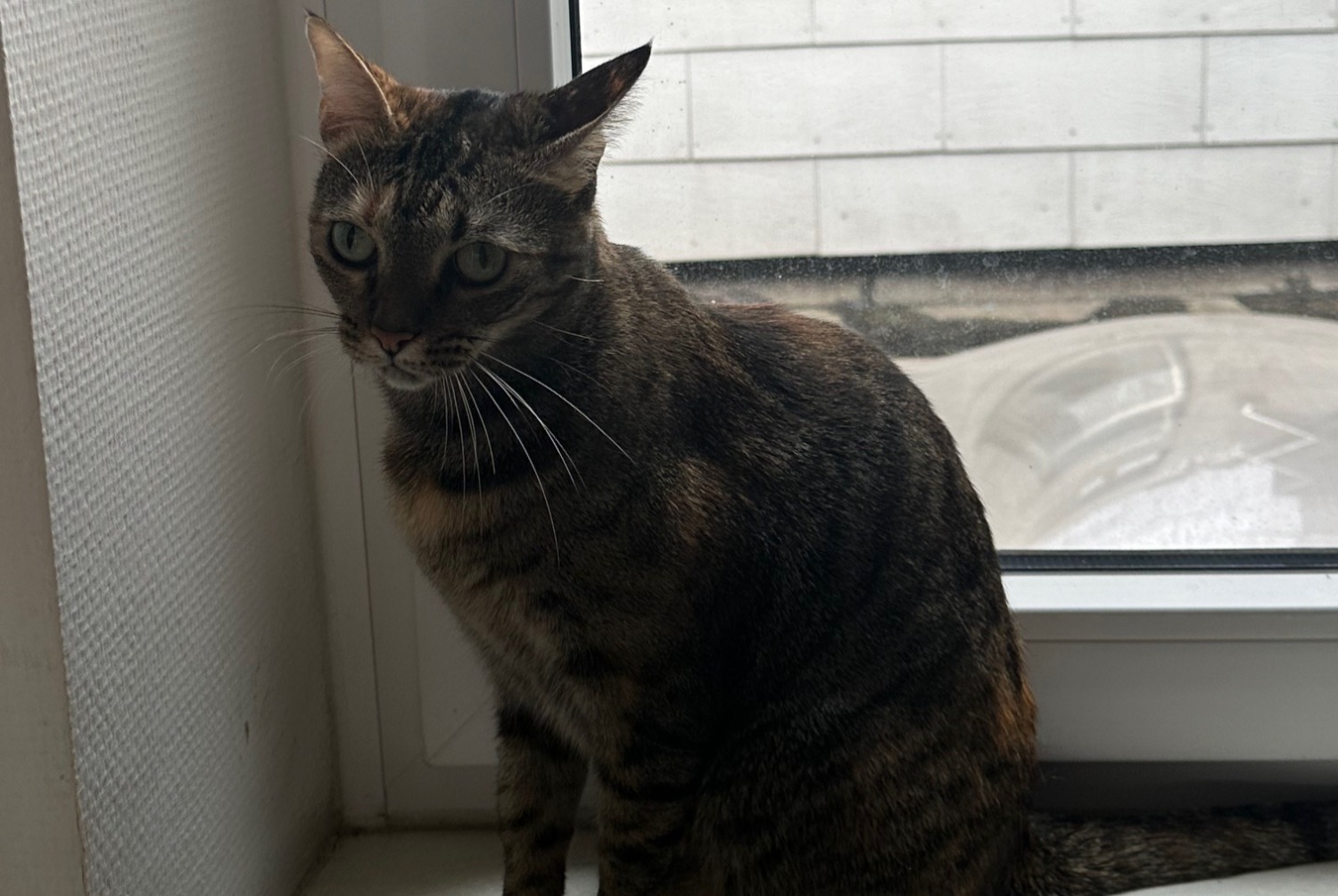 Alerte Disparition Chat Femelle , 5 ans Luxembourg Luxembourg