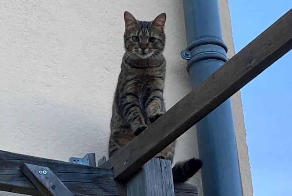 Alerte Disparition Chat  Mâle , 1 ans Montgiscard France