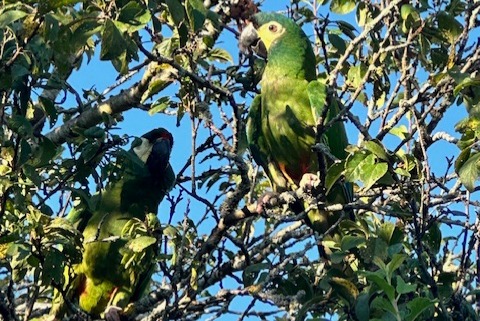 Alerte Disparition Oiseau Femelle , 2 ans Boécourt Suisse