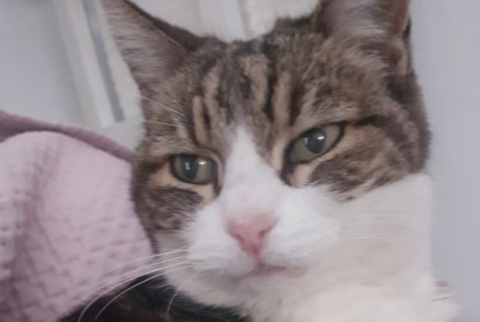 Alerte Disparition Chat croisement Femelle , 24 ans Villefranche-sur-Mer France