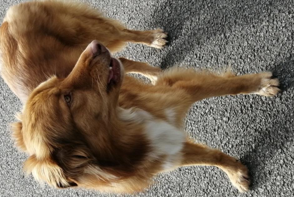 Alerte Découverte Chien croisement Mâle Le Folgoët France