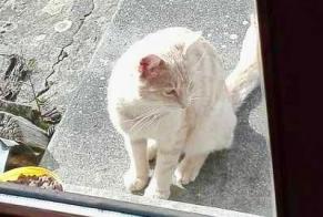 Alerte Découverte Chat Femelle Juvigny les Vallées France