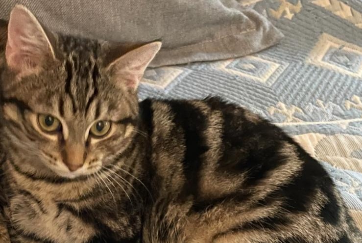 Alerte Disparition Chat Mâle , 1 ans Lausanne Suisse