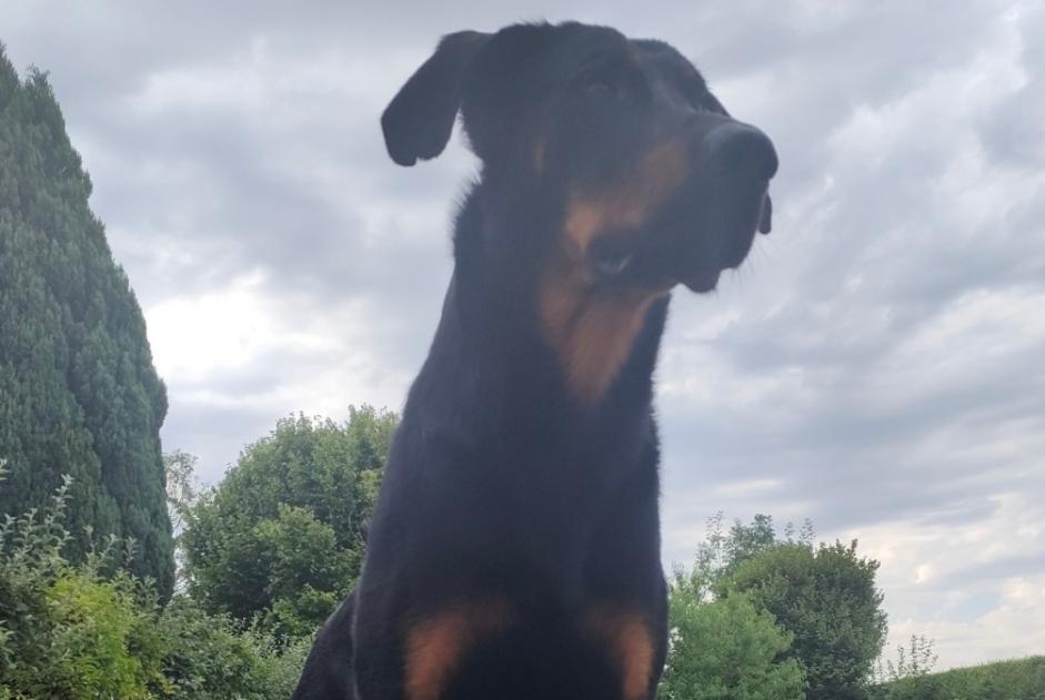 Alerte Disparition Chien  Mâle , 3 ans Melun France